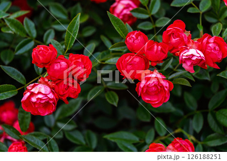 カラフルな薔薇の花 126188251