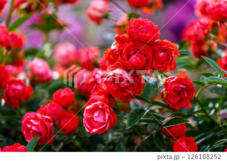 カラフルな薔薇の花 126188252