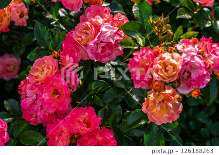 カラフルな薔薇の花 カラフルな薔薇の花 126188263