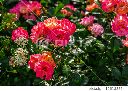 カラフルな薔薇の花 126188264