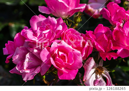 カラフルな薔薇の花 126188265