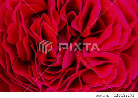カラフルな薔薇の花 カラフルな薔薇の花 126188273