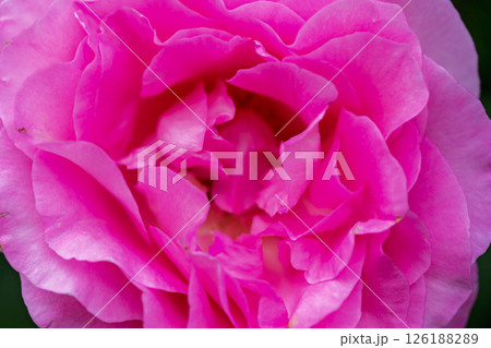 カラフルな薔薇の花 カラフルな薔薇の花 126188289