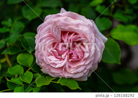 カラフルな薔薇の花 126188292