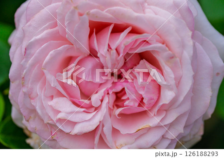 カラフルな薔薇の花 カラフルな薔薇の花 126188293