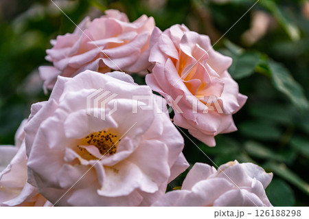 カラフルな薔薇の花 126188298