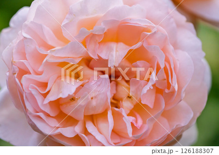 カラフルな薔薇の花 126188307
