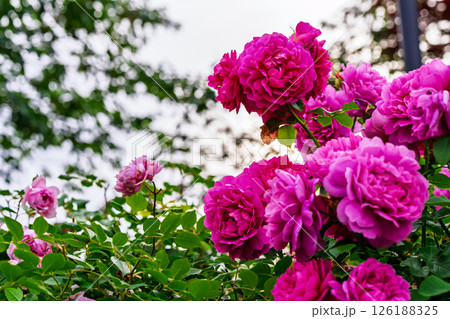 カラフルな薔薇の花 カラフルな薔薇の花 126188325