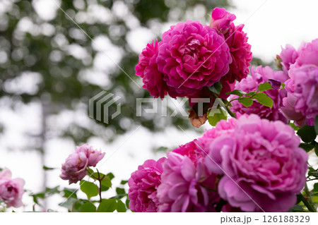カラフルな薔薇の花 126188329