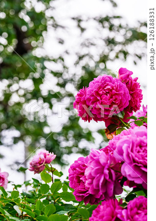 カラフルな薔薇の花 126188331