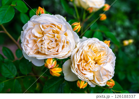 カラフルな薔薇の花 126188337