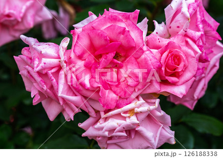 カラフルな薔薇の花 126188338