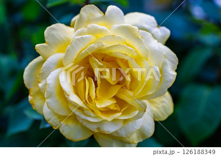 カラフルな薔薇の花 126188349