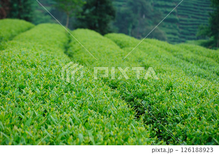 Green tea terrace in spring mountains 126188923