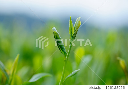 Green tea plants in spring mountains 126188926