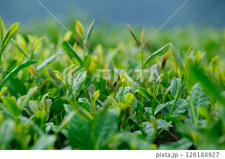 Green tea plants in spring mountains Green tea plants in spring mountains 126188927
