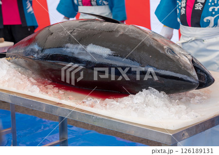 生マグロの解体ショー 126189131