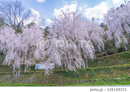 【徳島県】神山町のしだれ桜 126189151
