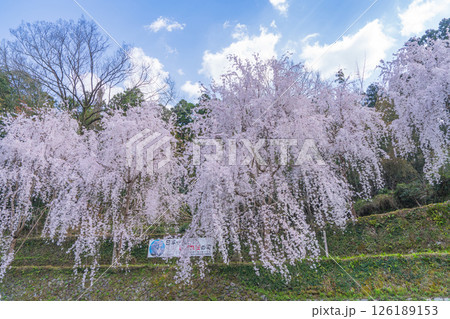 【徳島県】神山町のしだれ桜 【徳島県】神山町のしだれ桜 126189153