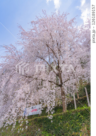 【徳島県】神山町のしだれ桜 【徳島県】神山町のしだれ桜 126189157