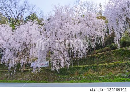 【徳島県】神山町のしだれ桜 126189161