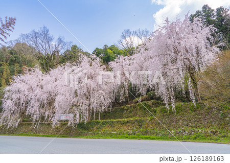 【徳島県】神山町のしだれ桜 126189163