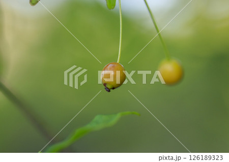 秋の森景色　黄色く色付いたキミズミの実 126189323