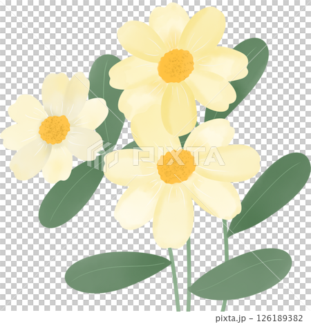 A charming digital watercolor illustration of three soft yellow daisy-like flowers with delicate petals and textured golden centers. 126189382