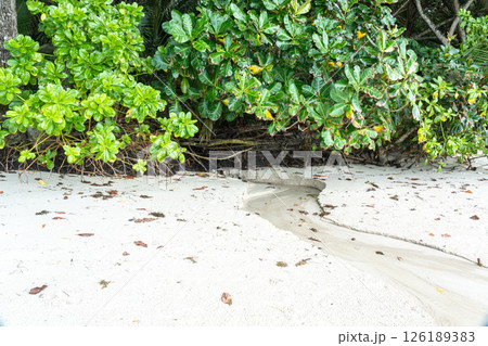 Small tropical stream flowing from dense jungle to sandy beach on Seychelles island 126189383