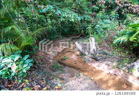 Wild tropical stream winding through lush jungle with sand, stones, roots, and dense vegetation 126189389