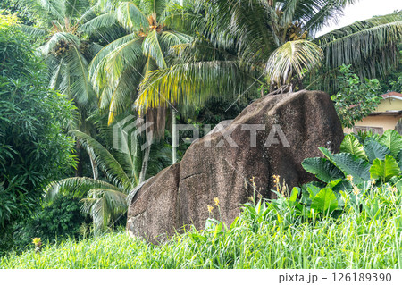 Large tropical boulder surrounded by lush greenery, palm trees, coconut plants 126189390