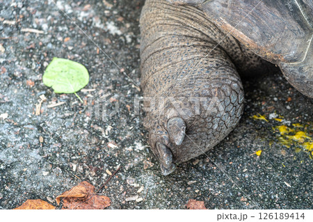 Closeup of a giant tortoise foot with textured scales and claws on a rough ground surface Closeup of a giant tortoise foot with textured scales and claws on a rough ground surface 126189414