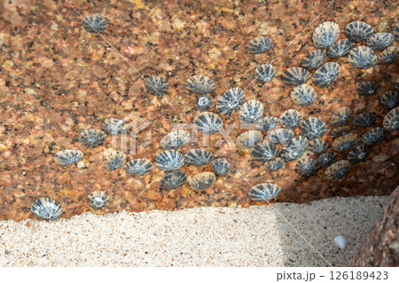 Cluster of small black and white limpets attached to a reddish granite rock surface 126189423