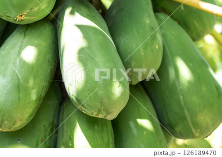 Papaya fruit tree on seychelles farm. Carica papaya ripe fruits in sunny garden, pawpaw harvest Papaya fruit tree on seychelles farm. Carica papaya ripe fruits in sunny garden, pawpaw harvest 126189470