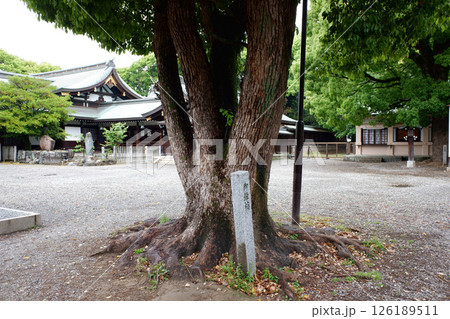 愛知県　真清田神社の御縁楠 126189511