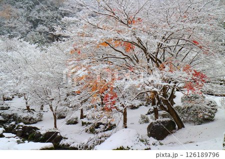 冬の溪石園(耶馬渓・中津市) 冬の溪石園(耶馬渓・中津市) 126189796