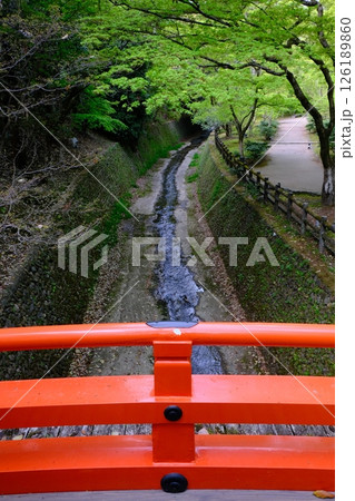 新緑の御土居と鶯橋 新緑の御土居と鶯橋 126189860
