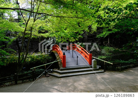 新緑の御土居と鶯橋 126189863