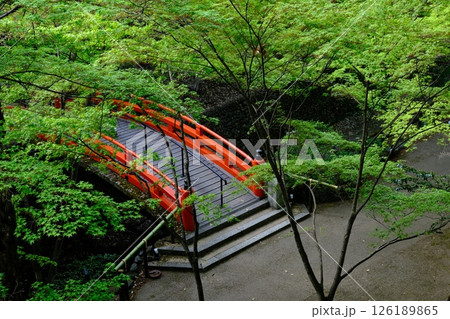 新緑の御土居と鶯橋 新緑の御土居と鶯橋 126189865