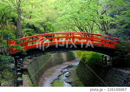 新緑の御土居と鶯橋 新緑の御土居と鶯橋 126189867