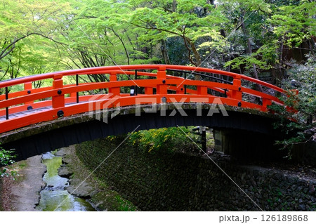新緑の御土居と鶯橋 126189868