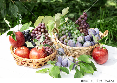 秋のフルーツ狩り 秋のフルーツ狩り 126189878