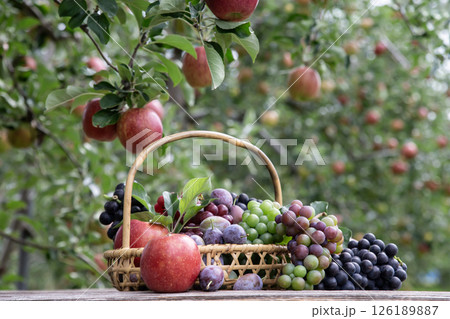 秋のフルーツ狩り 126189887