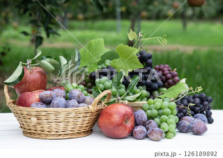 秋のフルーツ狩り 秋のフルーツ狩り 126189892