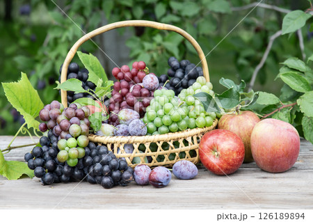 秋のフルーツ狩り 秋のフルーツ狩り 126189894