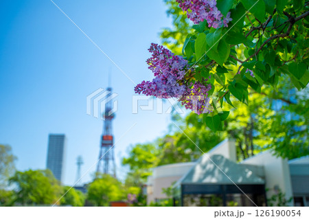 札幌大通公園　テレビ塔　ライラック　リラ　 126190054