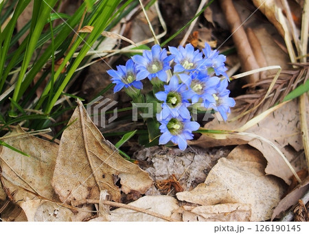 フデリンドウの青い花 フデリンドウの青い花 126190145
