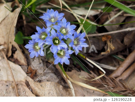 フデリンドウの青い花 フデリンドウの青い花 126190228