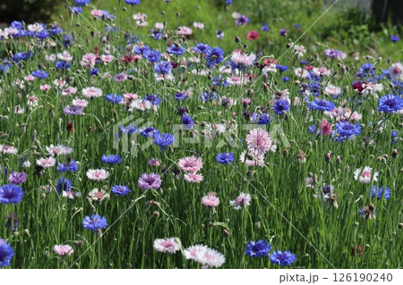 春の野原に咲く青や紫色やピンク色のヤグルマギクの花 126190240