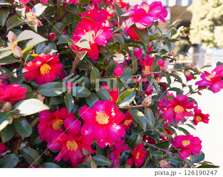 サザンカの花 サザンカの花 126190247